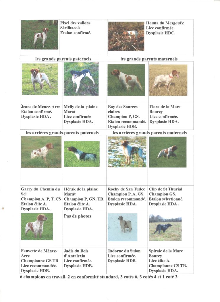 Chiots de Houna du Mesgouëz et de Pixel des Vallons Sérilhacois